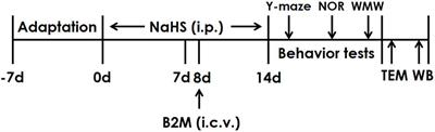 Hydrogen Sulfide Attenuates β2-Microglobulin-Induced Cognitive Dysfunction: Involving Recovery of Hippocampal Autophagic Flux